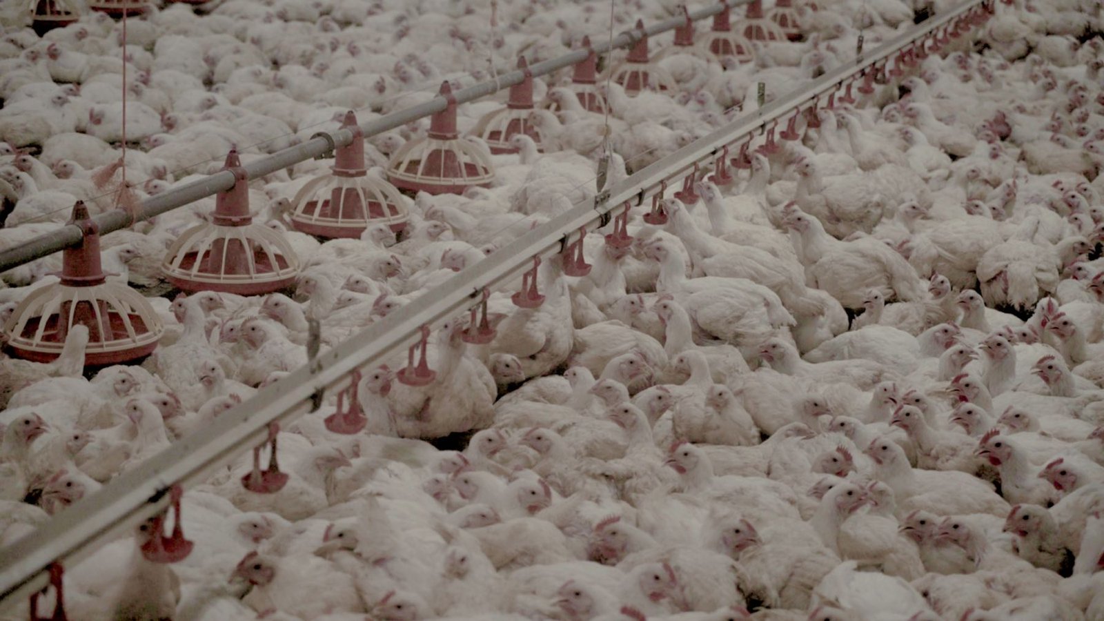 fabrica de pollos