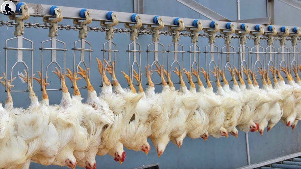 fabrica de pollos 1