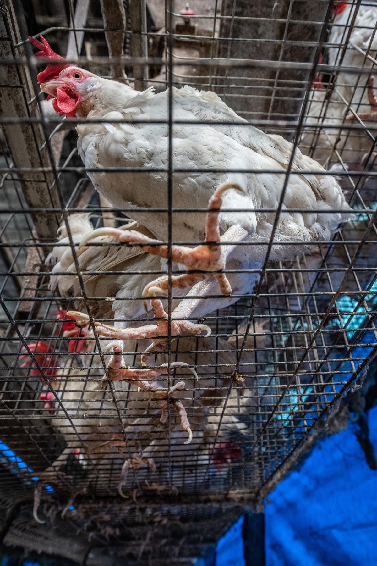 fabrica de pollos 2