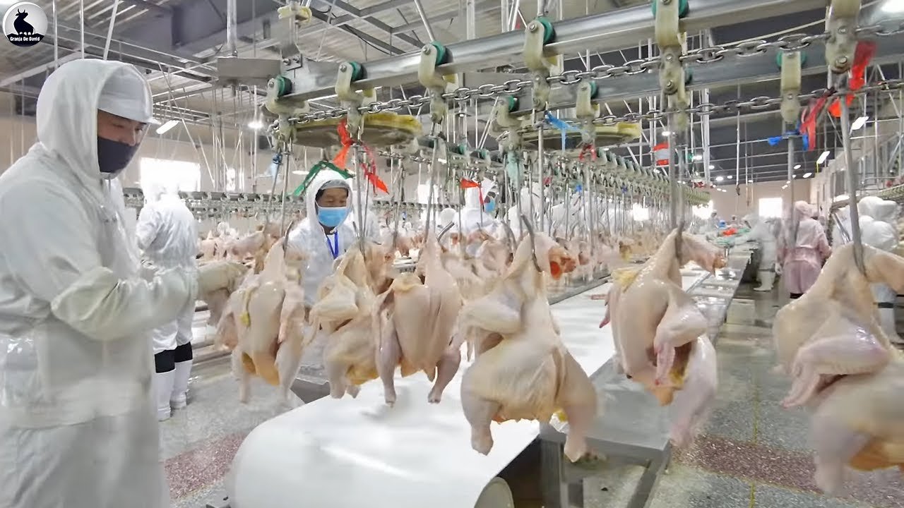 fabrica de pollos 3