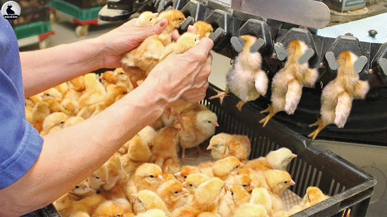 fabrica de pollos 4