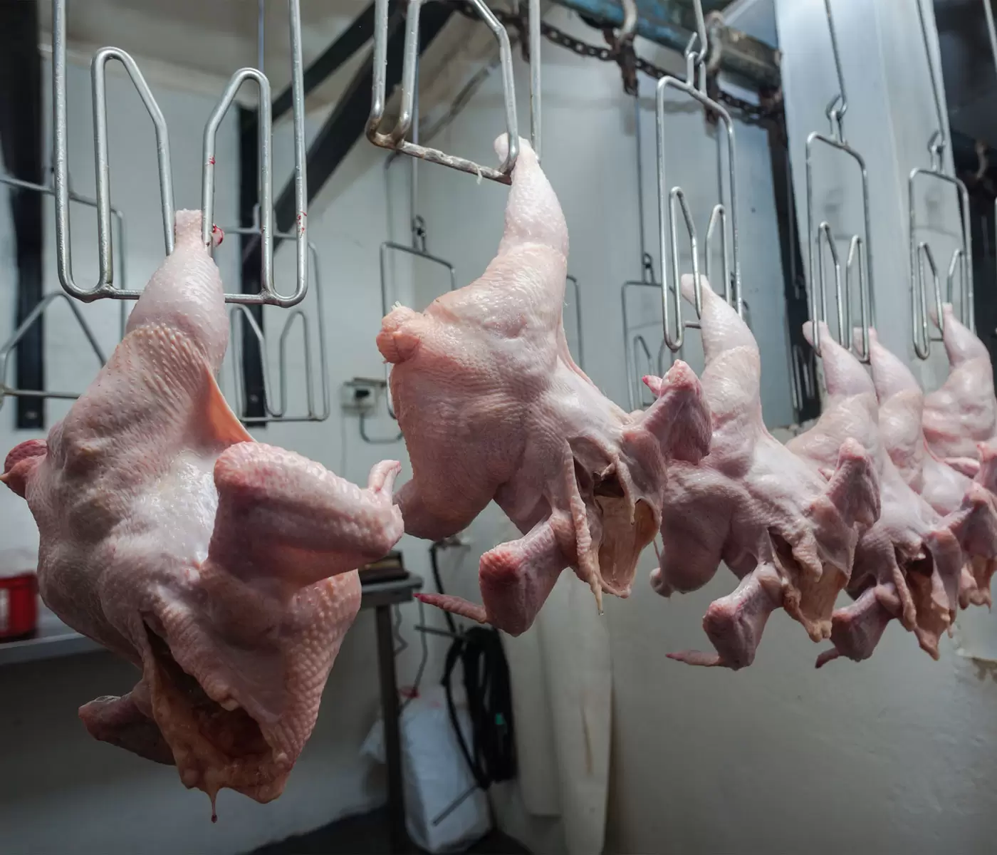 fabrica de pollos 5