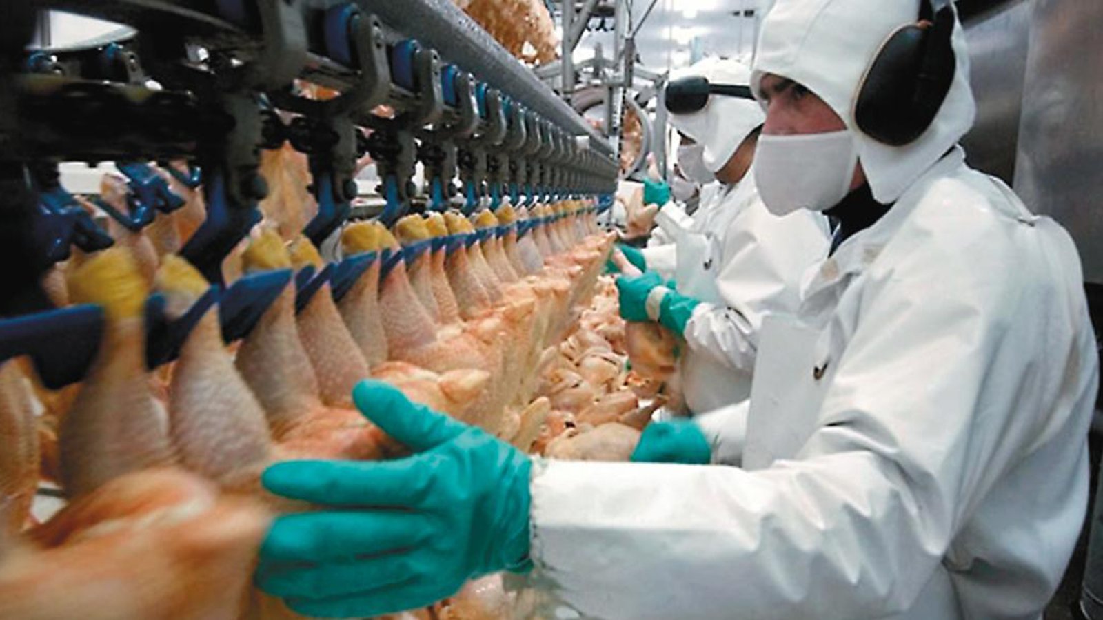 fabrica de pollos 6